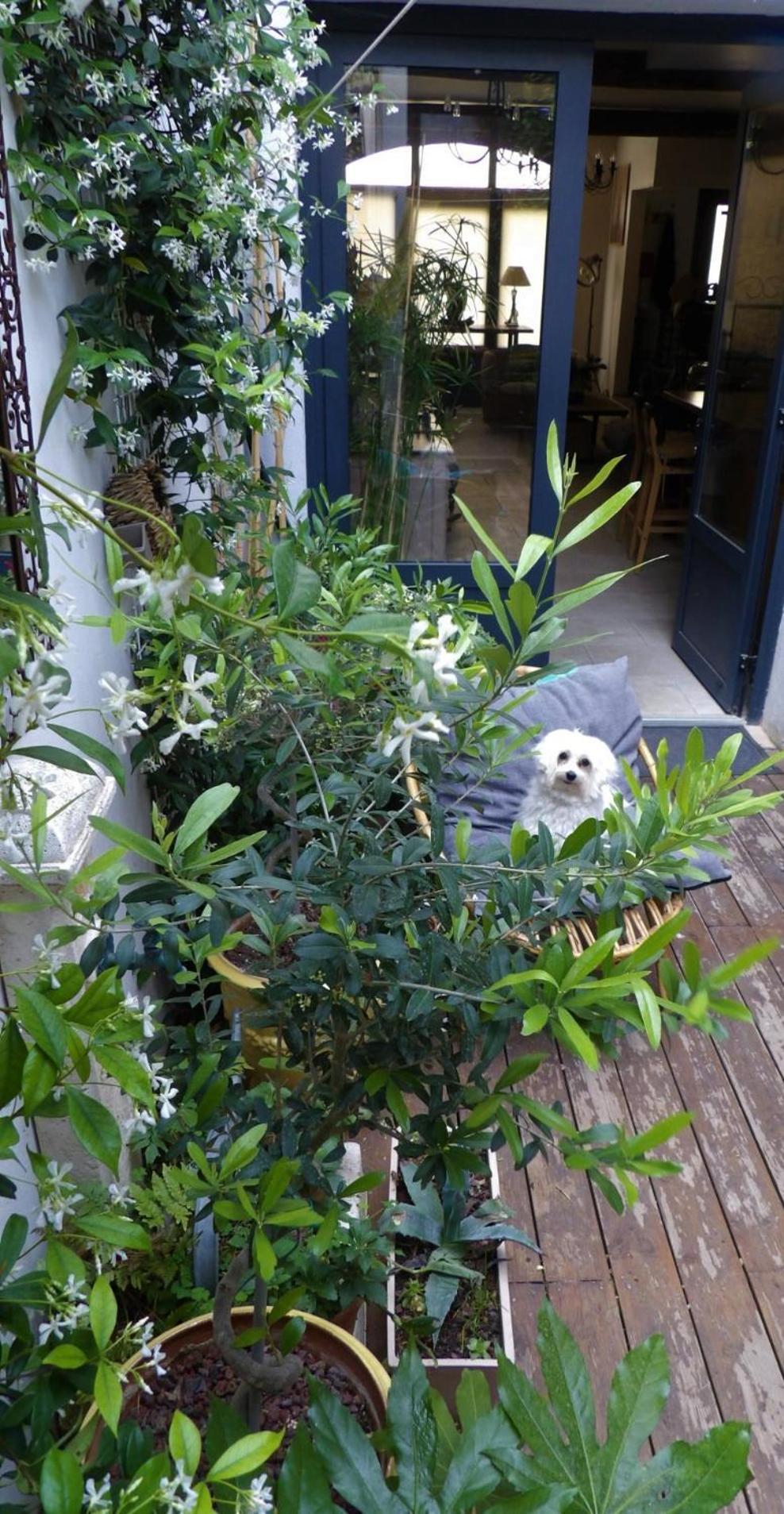 Le Petit Patio Bed & Breakfast Aigues-Mortes Eksteriør bilde