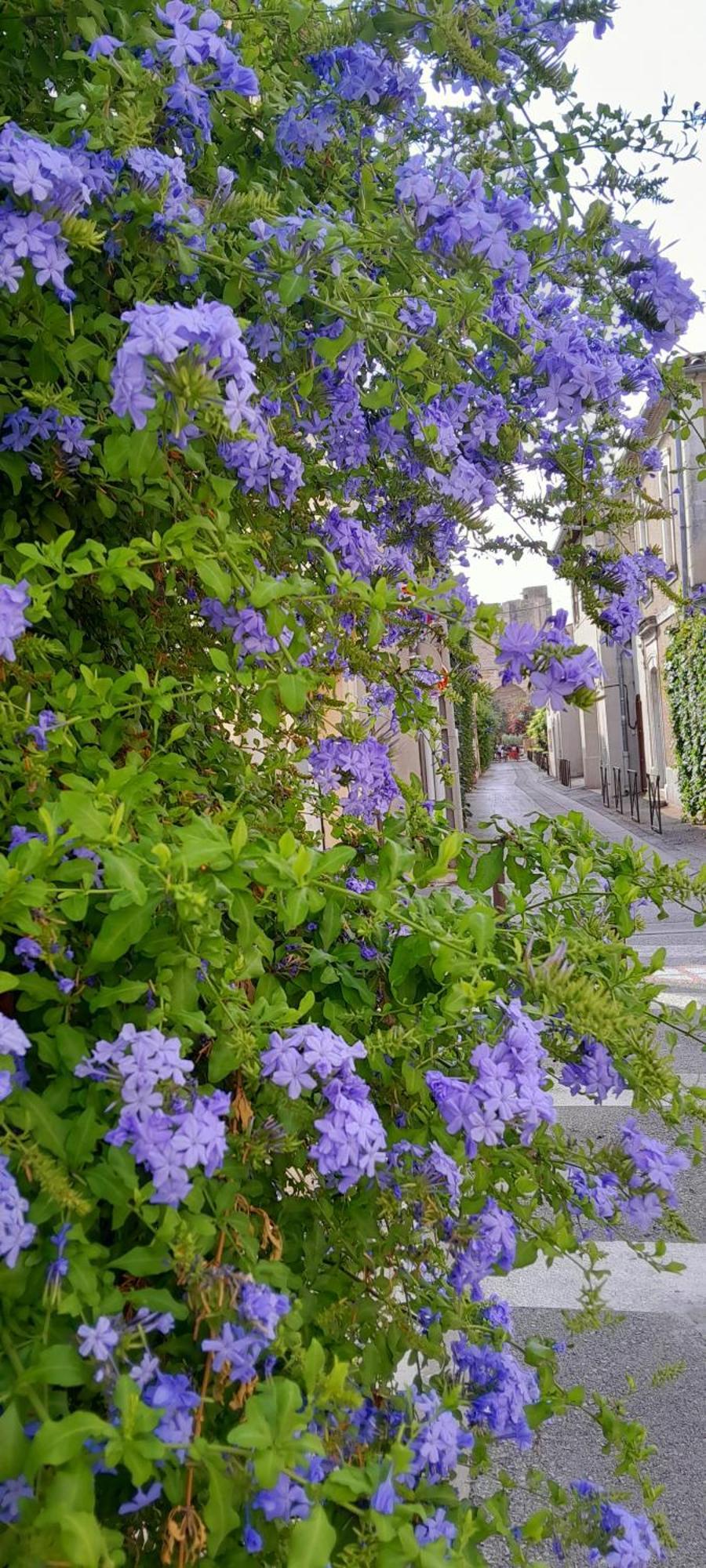 Le Petit Patio Bed & Breakfast Aigues-Mortes Eksteriør bilde