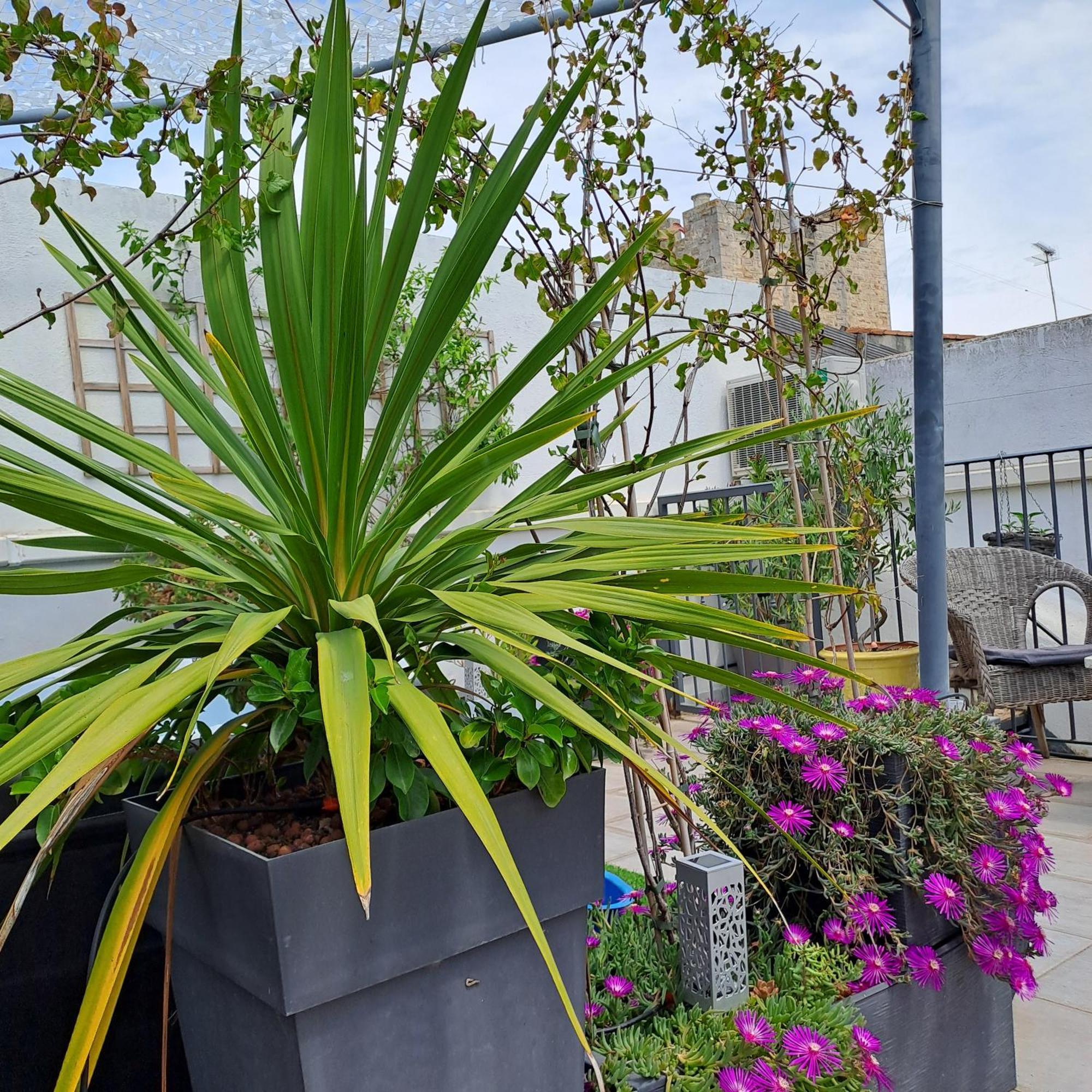 Le Petit Patio Bed & Breakfast Aigues-Mortes Eksteriør bilde