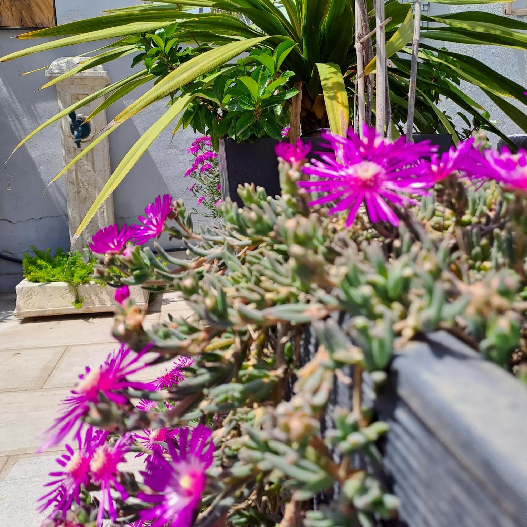 Le Petit Patio Bed & Breakfast Aigues-Mortes Eksteriør bilde