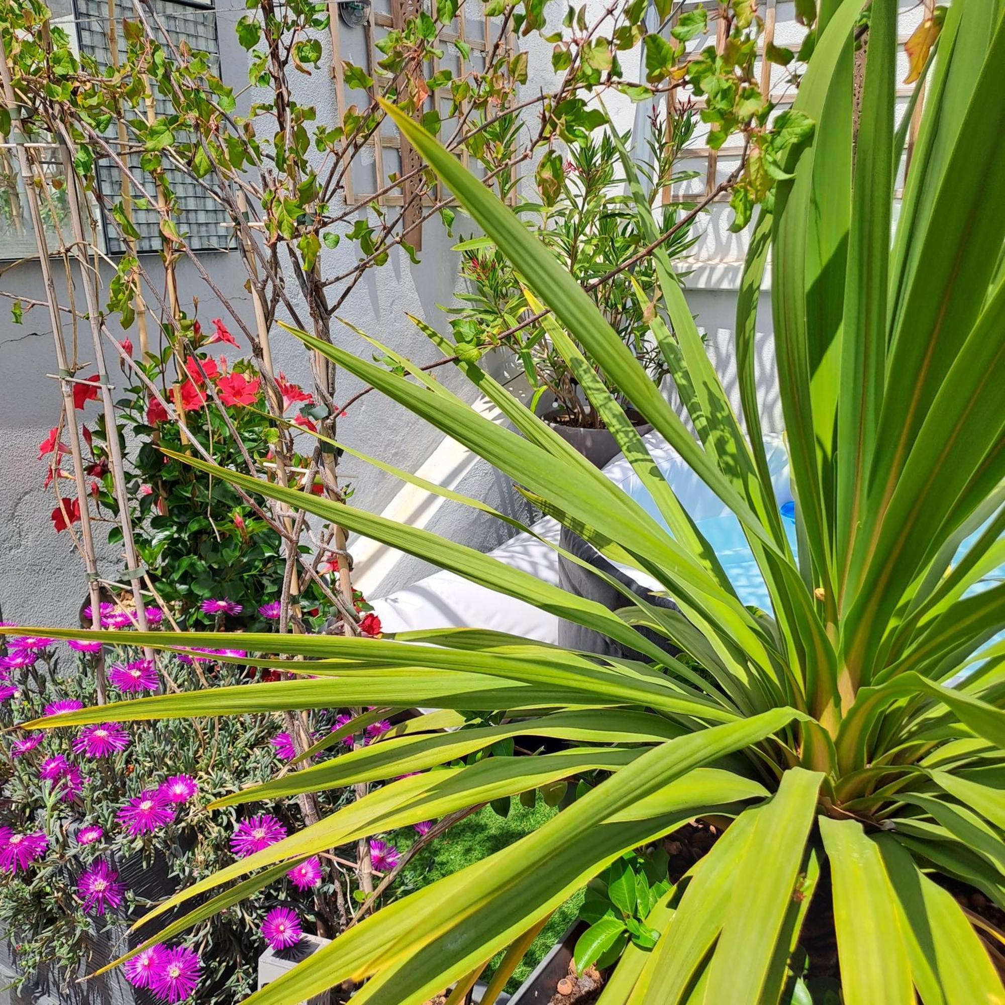 Le Petit Patio Bed & Breakfast Aigues-Mortes Eksteriør bilde