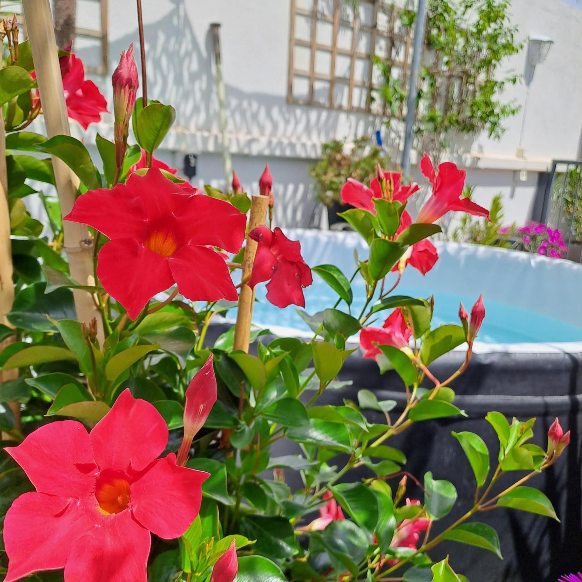 Le Petit Patio Bed & Breakfast Aigues-Mortes Eksteriør bilde