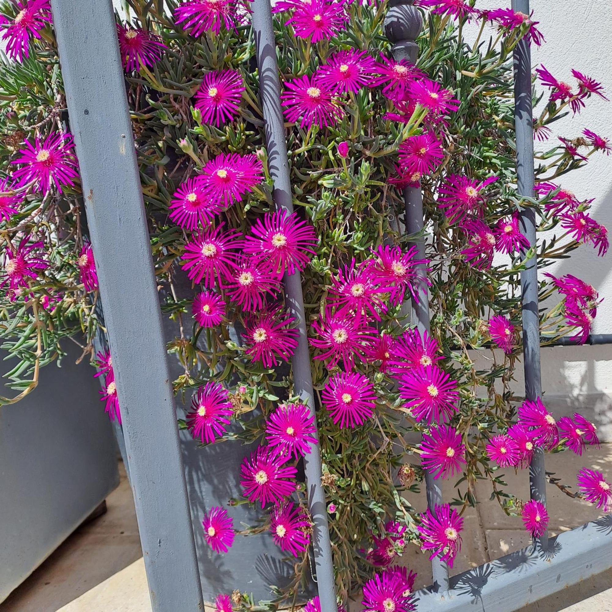 Le Petit Patio Bed & Breakfast Aigues-Mortes Eksteriør bilde